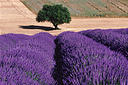Solitary Tree in a Field of Lavender