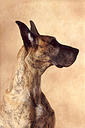 Profile of a Great Dane